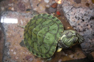 Slatkovodne domaće kornjače i njihovi životi u terariju Slatkovodne domaće kornjače i njihovi životi u terariju